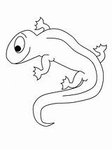 Salamander Coloring Pages Animals Template Book Advertisement Kids sketch template