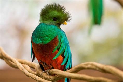 Quetzal Narodowy Ptak Gwatemali Ucz Się Marine