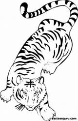 Tiger Tigre Bengal Jungle Coloriages sketch template