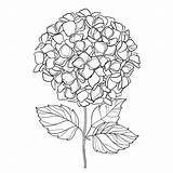 Hortensia Hydrangea Fleur Ornate Isolated Contour Vecteur Vectortekening Bundelt Bladeren Overladen Bloem Isolement Fleuries Ensemble Groupe Feuilles Ornamental Fon Tekening sketch template
