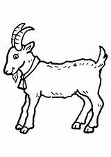 Goat Printable Coloring Pages Kids Templates Goats Bestcoloringpagesforkids Animal sketch template