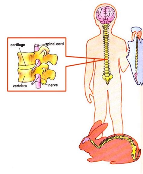 backbone     backbone