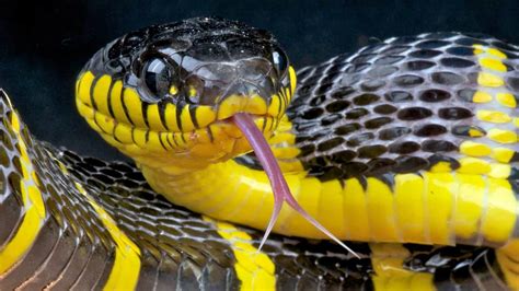 top  friendliest snakes    scary