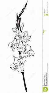 Gladiolus Drawing Flower Tattoo Birth Tattoos Imgkid Drawings August sketch template