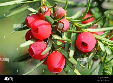 red arils   yew stock photo alamy
