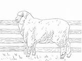 Pecora Mouton Merino Getcolorings Impressionnant Mérinos sketch template