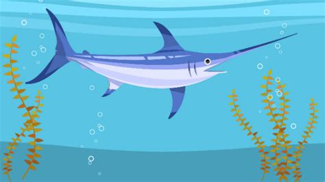 swordfish  grease  faces  swim faster mental floss