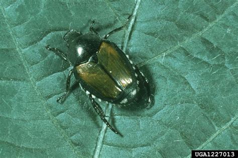 japanese beetle in colorado department of agriculture