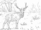 Coloring Pages Elk Printable Mountain Rocky Deer Caribou Adults Kids Color Clipart Colorings Getcolorings Moose Print Animal Sketch Sheet Getdrawings sketch template