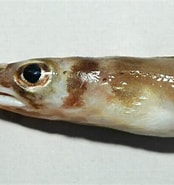 Afbeeldingsresultaten voor Ariosoma. Grootte: 174 x 185. Bron: fishesofaustralia.net.au