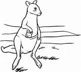 Coloring Kangaroo Pages Printable Kangaroos Baby Mother Kids Pouch Drawing Categories Silhouettes Clipart sketch template