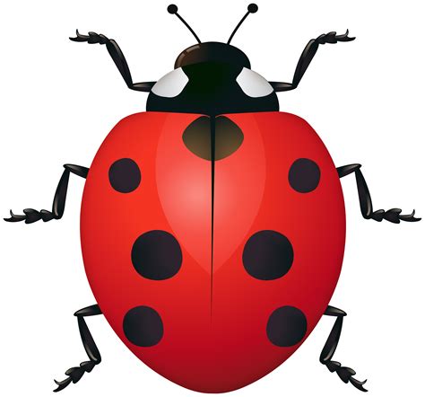 ladybug clipart spring picture  ladybug clipart spring