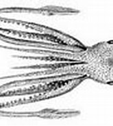 Afbeeldingsresultaten voor "cycloteuthis Sirventi". Grootte: 165 x 95. Bron: tolweb.org