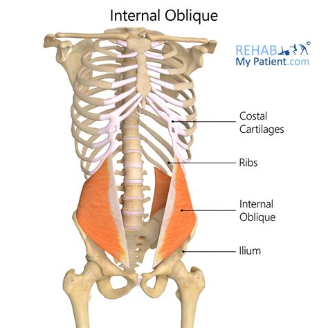 internal oblique rehab  patient