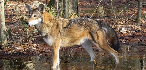 worlds  wild red wolves  jeopardy southern environmental law