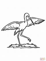 Bocian Druku Stork Kolorowanka Bociany Wydruku Obrazek Ausmalbild sketch template