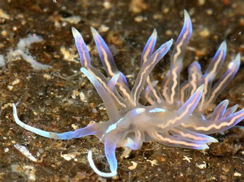 absurd creature   week  crazy  sea slug