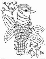 Coloring Pages Printable Adults Bird Jay Blue Books Realistic Animal Drawing Nature Color Detailed Bluejay Paradise Animals Sheets Kids Print sketch template