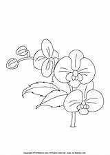 Orchid Coloring Pages Drawing Simple Flower Outline Kids Sheet Flowers Color Turtlediary Colouring Printable Print Sheets Getdrawings Prints Popular Progress sketch template