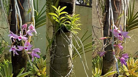 fastest   propagate dendrobium anosmum orchid frenonds adventure
