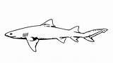 Shark Sharks Tiger Kolorowanki Rekin Rekiny Blacktip Dzieci Bestcoloringpagesforkids Reef Coloringbay Albanysinsanity Designlooter Drukuj Pobierz sketch template