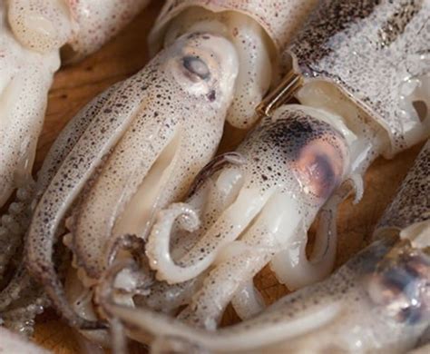 buy  baby squid  kg     price  uk delivery