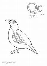 Quail sketch template