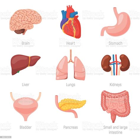 human internal organs stock illustration download image now istock