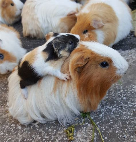 newborn guinea pigs  precocial meaning    basically mini adults