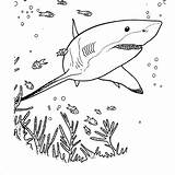 Shark Coloring Goblin Pages Basking Shocking Getcolorings Getdrawings Printable sketch template