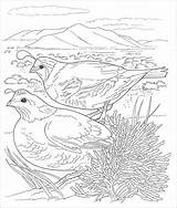 Desert Coloring Animals Quail Coloringbay Animal sketch template