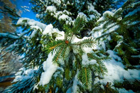 fir tree branch stock photo freeimagescom