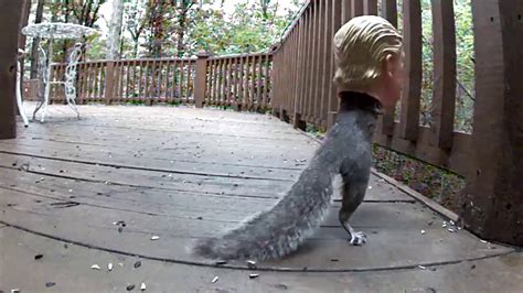 squotus donald trump squirrel feeder youtube