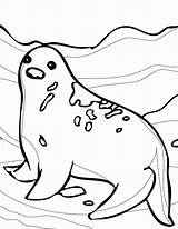 Arctic Sheets Tundra Coloringhome Floe Zeehond Seals Effortfulg Eleanor Designlooter Templates sketch template