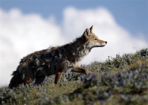 coyote caught   maul  year  girl euthanized officials  ibtimes