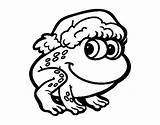 Frogs Coloringcrew sketch template