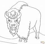 Coloring Bison Clipart Pages Angry Printable Drawing Animal Webstockreview Print sketch template