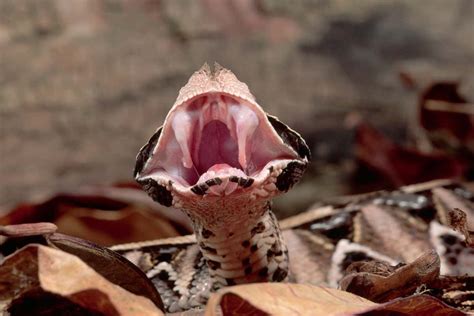 snakes evolved venom fangs multiple times  wrinkles   teeth
