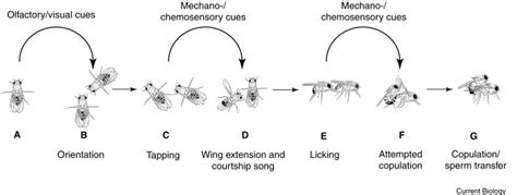 control of male sexual behavior in drosophila by the sex