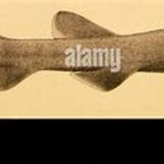 Afbeeldingsresultaten voor "halaelurus Canescens". Grootte: 185 x 86. Bron: www.alamy.com