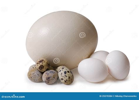 size  stock photo image  small  nutritious