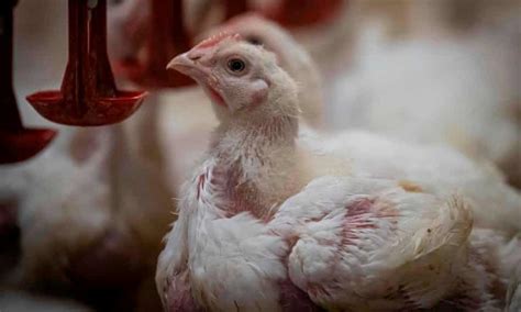 Kfc Admits A Third Of Its Chickens Suffer Painful