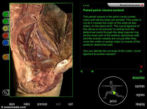 anatomedia website lets you virtually dissect dead bodies daily mail