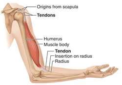 tendon strain definition  tendon strain  medical dictionary