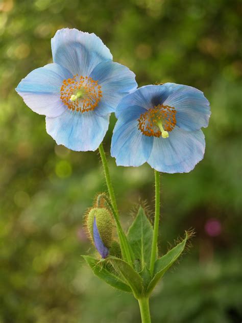 photo  blue poppy meconopsis sp flowers px