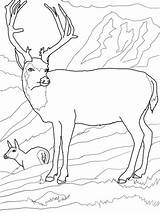 Mule Deers Coloring Family Supercoloring Pages sketch template