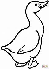 Goose Coloring Pages Printable Silhouettes Print sketch template