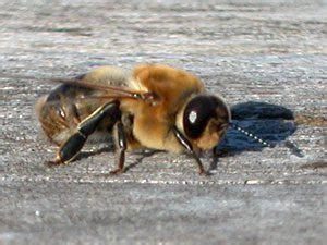 honey bees  puget sound beekeepers association