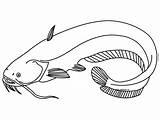Catfish Ikan Lele Poisson Mewarnai Putih Ryba Sketsa Kolorowanka Menggambar Coloringbay Druku Tawar Hias Cupang Malowankę Wydrukuj Drukowanka Laut Kerap sketch template