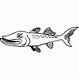 Barracuda Coloring Pages Animal Angry Printable Cricut Cartoon Visit Punch Colouring Sheets Fish sketch template